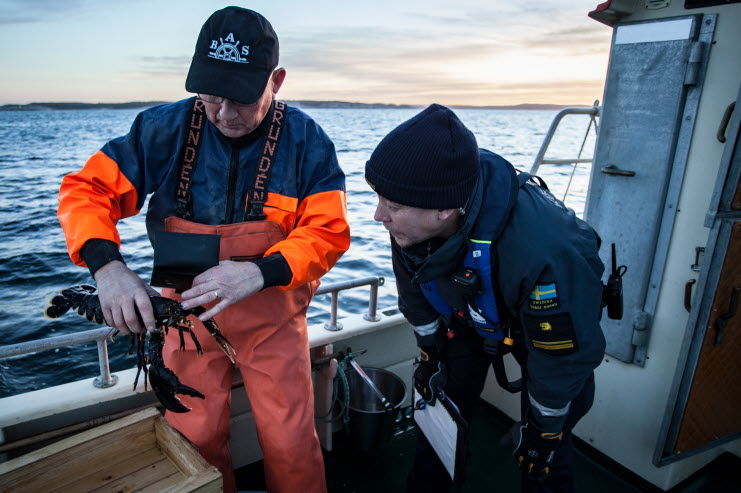 Kustbevakare vid kontroll av hummerfiske